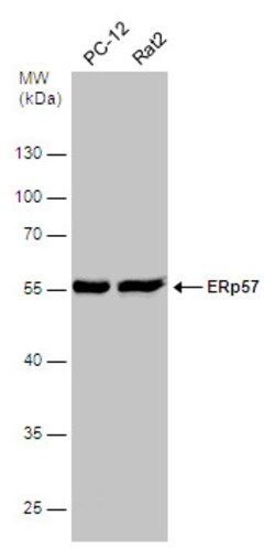 Invitrogen ERp57 Polyclonal Antibody 100 &mu;L; Unconjugated:Antibodies,