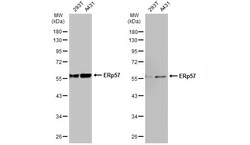 Invitrogen ERp57 Polyclonal Antibody 100 &mu;L | Buy Online | Invitrogen&trade; | Fisher Scientific