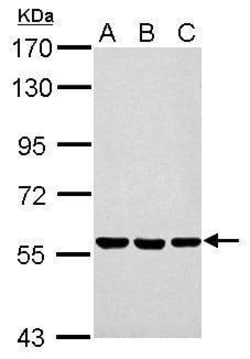 Invitrogen ERp57 Polyclonal Antibody 100 &mu;L; Unconjugated:Antibodies,