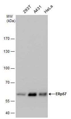 Invitrogen ERp57 Polyclonal Antibody 100 &mu;L; Unconjugated:Antibodies,