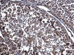 Invitrogen ERp57 Polyclonal Antibody 100 &mu;L; Unconjugated:Antibodies,