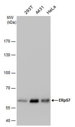 Invitrogen ERp57 Polyclonal Antibody 100 &mu;L; Unconjugated:Antibodies,