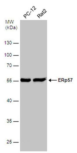 Invitrogen ERp57 Polyclonal Antibody 100 &mu;L; Unconjugated:Antibodies,