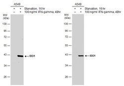 Invitrogen IDO Polyclonal Antibody 100 &mu;L; Unconjugated:Anticuerpos