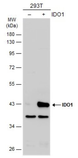 Invitrogen IDO Polyclonal Antibody 100 &mu;L; Unconjugated:Anticuerpos