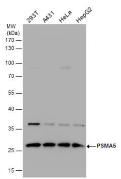 Invitrogen PSMA5 Polyclonal Antibody 100 &mu;L; Unconjugated:Antibodies,