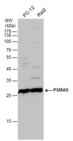 Invitrogen PSMA5 Polyclonal Antibody 100 &mu;L; Unconjugated:Antibodies,