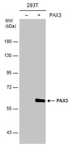 Invitrogen PAX3 Polyclonal Antibody 100 &mu;L; Unconjugated:Antibodies,