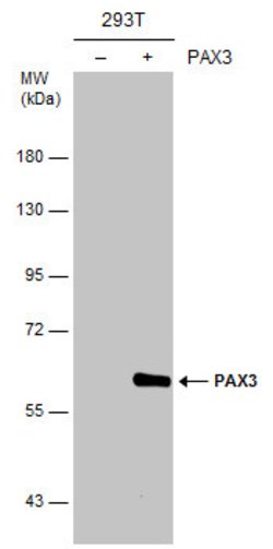 Invitrogen PAX3 Polyclonal Antibody 100 &mu;L; Unconjugated:Antibodies,