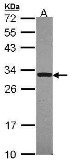 Invitrogen DcR3 Polyclonal Antibody 100 &mu;L; Unconjugated:Antibodies,