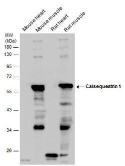 Invitrogen Calsequestrin Polyclonal Antibody 100 &mu;L; Unconjugated:Antibodies,