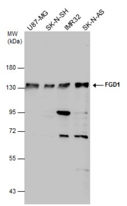 Invitrogen FGD1 Polyclonal Antibody 100 &mu;L; Unconjugated:Antibodies,