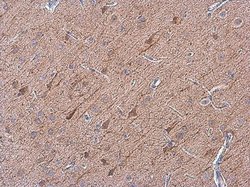 OMG Polyclonal Antibody:Antibodies, Polyclonal