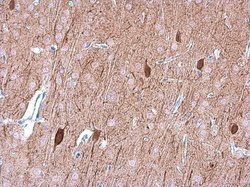 OMG Polyclonal Antibody:Antibodies, Polyclonal
