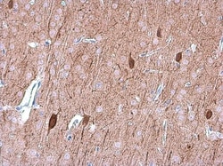 OMG Polyclonal Antibody:Antibodies, Polyclonal