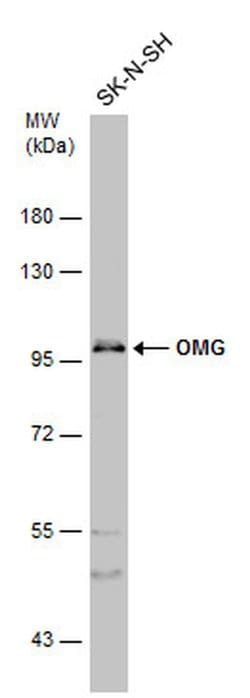 OMG Polyclonal Antibody:Antibodies, Polyclonal
