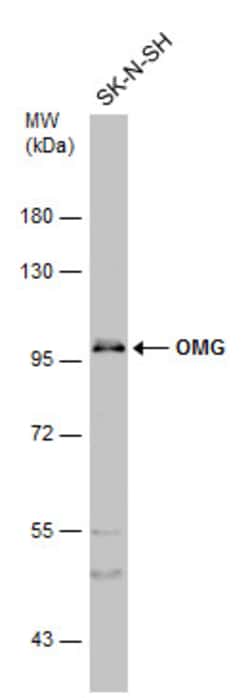OMG Polyclonal Antibody:Antibodies, Polyclonal