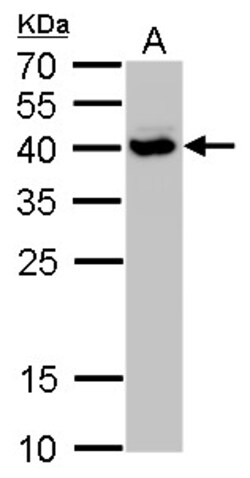 Invitrogen SH3GL3 Polyclonal Antibody 100 &mu;L; Unconjugated:Antibodies,