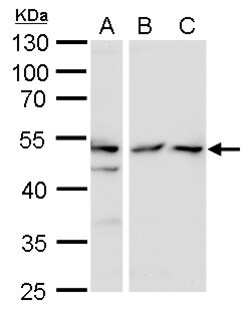 Invitrogen TAF7 Polyclonal Antibody 100 &mu;L; Unconjugated:Antibodies,