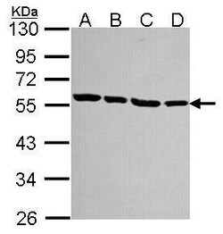 Invitrogen TUBA1A Polyclonal Antibody 100 &mu;L | Buy Online | Invitrogen&trade; | Fisher Scientific