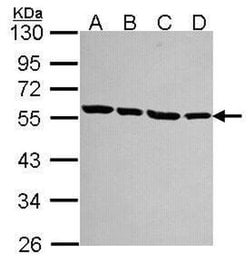 TUBA1A Polyclonal Antibody:Antibodies, Polyclonal