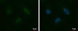 Invitrogen HELIOS Polyclonal Antibody 100 &mu;L; Unconjugated:Antibodies,