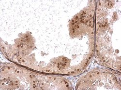 Invitrogen HELIOS Polyclonal Antibody 100 &mu;L; Unconjugated:Antibodies,