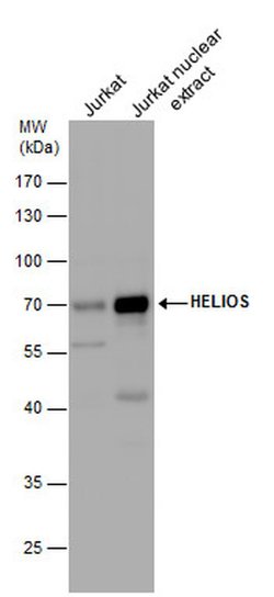 Invitrogen HELIOS Polyclonal Antibody 100 &mu;L; Unconjugated:Antibodies,