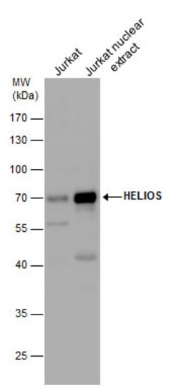 Invitrogen HELIOS Polyclonal Antibody 100 &mu;L; Unconjugated:Antibodies,