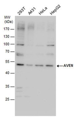 Invitrogen AVEN Polyclonal Antibody 100 &mu;L; Unconjugated:Antibodies,