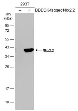Invitrogen Nkx2.2 Polyclonal Antibody 100 &mu;L | Buy Online | Invitrogen&trade; | Fisher Scientific
