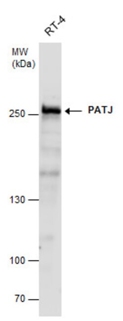 Invitrogen PATJ Polyclonal Antibody 100 &mu;L; Unconjugated:Antibodies,