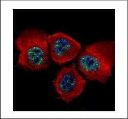 Invitrogen Phospho-STAT3 (Tyr705) Polyclonal Antibody 100 &mu;L; Unconjugated:Antibodies,