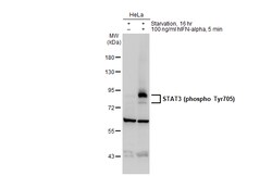 Invitrogen Phospho-STAT3 (Tyr705) Polyclonal Antibody 100 &mu;L; Unconjugated:Antibodies,