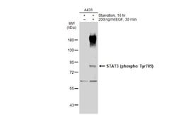 Invitrogen Phospho-STAT3 (Tyr705) Polyclonal Antibody 100 &mu;L; Unconjugated:Antibodies,