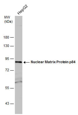 Invitrogen Nuclear Matrix Protein p84 Polyclonal Antibody 100 &mu;L; Unconjugated:Antibodies,
