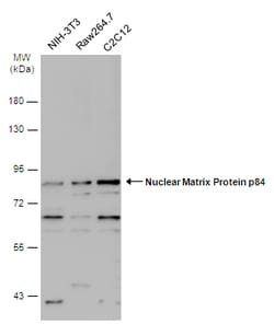 Invitrogen Nuclear Matrix Protein p84 Polyclonal Antibody 100 &mu;L; Unconjugated:Antibodies,
