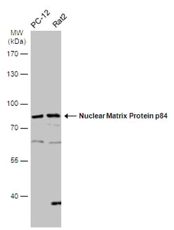 Invitrogen Nuclear Matrix Protein p84 Polyclonal Antibody 100 &mu;L; Unconjugated:Antibodies,