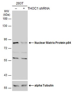 Invitrogen Nuclear Matrix Protein p84 Polyclonal Antibody 100 &mu;L; Unconjugated:Antibodies,