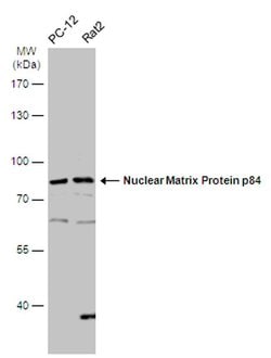 Invitrogen Nuclear Matrix Protein p84 Polyclonal Antibody 100 &mu;L; Unconjugated:Antibodies,