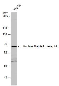 Invitrogen Nuclear Matrix Protein p84 Polyclonal Antibody 100 &mu;L; Unconjugated:Antibodies,