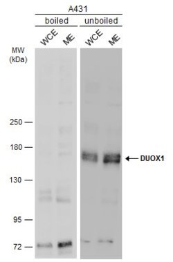 Invitrogen DUOX1 Polyclonal Antibody 100 &mu;L; Unconjugated:Antibodies,