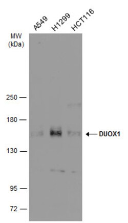 Invitrogen DUOX1 Polyclonal Antibody 100 &mu;L; Unconjugated:Antibodies,