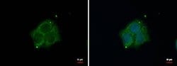 Invitrogen DAB1 Polyclonal Antibody 100 &mu;L; Unconjugated:Antibodies,