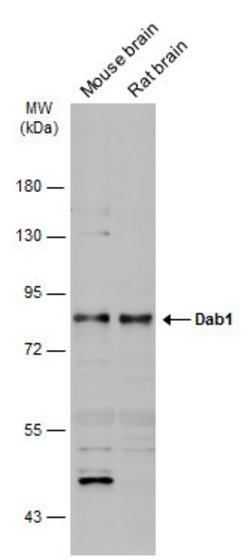 Invitrogen DAB1 Polyclonal Antibody 100 &mu;L; Unconjugated:Antibodies,