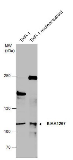 Invitrogen KANSL1 Polyclonal Antibody 100 &mu;L; Unconjugated:Antibodies,