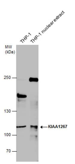 Invitrogen KANSL1 Polyclonal Antibody 100 &mu;L; Unconjugated:Antibodies,