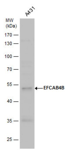 Invitrogen EFCAB4B Polyclonal Antibody 100 &mu;L; Unconjugated:Antibodies,