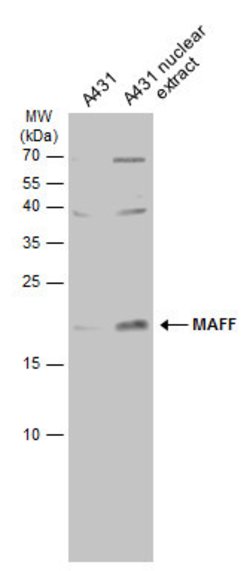 MAFF Polyclonal Antibody:Antibodies, Polyclonal