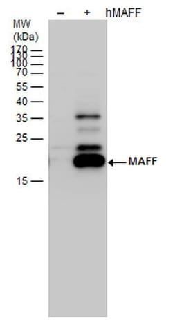 MAFF Polyclonal Antibody:Antibodies, Polyclonal